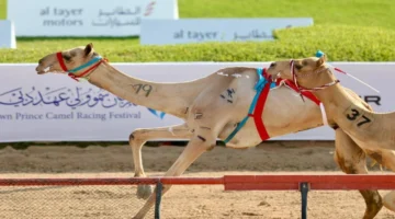 تتويج مرتقب بالمرموم.. صراع هجن الشيوخ لحسم لقب سيف ولي العهد بالدبيطردتيد